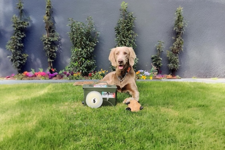 ZOOMI - for Pet Dogs