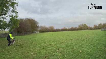 ZOOMI - for Pet Dogs