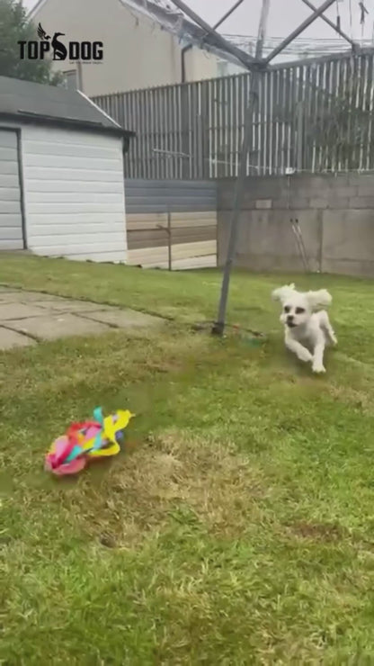 ZOOMI - for Pet Dogs